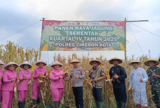 Polres Cirebon Kota Laksanakan Panen Jagung Kuartal IV 2025, Total Produksi Capai 73.458 Ton