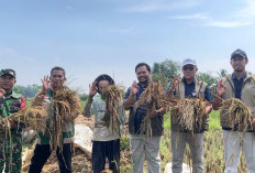 Perkuat Dukungan Bagi Petani, Bulog Jawa Barat Lampaui 100% Target Pengadaan Setara Beras 2026