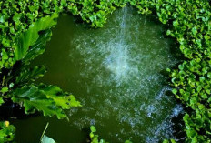5 Tanaman Pembersih Kolam Ikan yang Membuat Kolam Ikan Kamu Semakin Jernih dan Bersih 