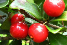 Menguntungkan?, 5 Tanaman Penghasil Buah yang Bisa Dimakan, Wajib Punya Untuk Ditanam 