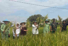 Panen, Gabah Petani di Larangan Langsung Diserap Bulog, Wawali Beri Apresiasi