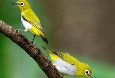 5 Burung Kicau Murah Namun Memiliki Suara yang Merdu 