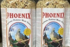 5 Pakan Perkutut yang Bagus untuk Kesehatan dan Stamina Perkutut 