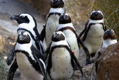 5 Fakta Unik Penguin Afrika, Penguin yang Tinggal di Daerah Tropis 