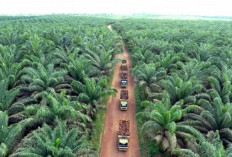 Apa Saja Hasil Produksi Perkebunan Nusantara IV? Cek Daftar Komoditasnya