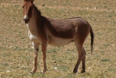 5 Fakta Menarik Keledai Kiang, Jenis Keledai Liar yang Sangat Anggun 