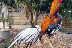 Cara Memilih Ayam Bangkok yang Bagus dan Memiliki Nilai Ekonomi Tinggi 