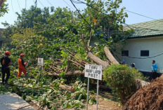 Cirebon Disergap Angin Kencang, BPBD Minta Warga Waspadai Pohon Tumbang
