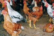 5 Jenis Ayam Pedaging yang Biasa Dikonsumsi, Ada yang Dari Indonesia juga 