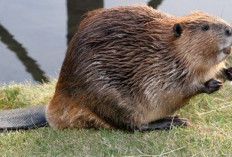 5 Fakta Unik Biwara Sang pembuat Bendungan Kreatif dan Sering Dikira Orang Berang – Berang 