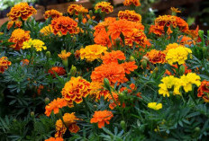 7 Bunga Mengusir Hama di Kebun yang Cantik dan Mudah Ditanam