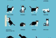 3 Cara Memahami Bahasa Kucing, Agar Kamu Tahu Apa yang Kucing Kamu Minta 