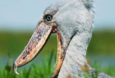  5 Jenis Burung Aneh di Dunia yang Harus Kamu Ketahui 