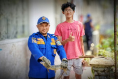 Biawak Besar Masuk Halaman Warga, Reptil Takluk di Tangan Damkar Kuningan 