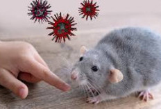 Berasal dari Tikus, Bagaimana Kasus Hantavirus Bisa Menular ke Manusia?