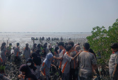 Tinggali Pesta Perpisahan yang Mewah, Ratusan Siswa SMAN 6 Cirebon Tanam 750 Mangrove