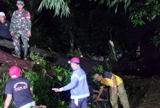 Diterjang Hujan dan Angin, Rumah Warga di Desa Kerandon Kabupaten Cirebon Tertimpa Pohon