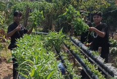 Gen Z Cirebon Cinta Lingkungan, Pemuda Galunggung Asih Ubah Sudut RW Jadi Lumbung Pangan Mandiri