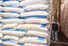 Segera Masuk Hujan, PKC Siagakan Stok Pupuk MT Okmar