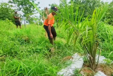 Geger Kebun Sawit di Perbukitan Cigobang, Warga Resah Terancam Krisis Air dan Longsor