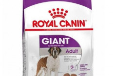 5 Makanan Anjing Terbaik dan Bernutrisi, Baik Untuk si Doggy 