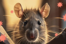5 Gejala Hantavirus pada Manusia yang Wajib Anda Tahu