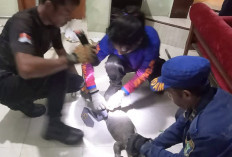 Damkar Evakuasi Satwa, Anak Kucing Terjebak, Tangkap Ular dan Biawak
