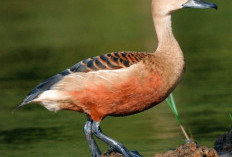 4 Jenis Burung yang Sering Berkeliaran di Rawa, Apakah Mereka Bisa Berenang? 