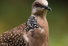 Belum Banyak yang Tahu, Cara Membedakan Tekukur Jantan dan Betina 