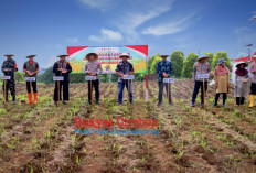 Polres Kuningan Tanam Jagung Serentak, Total Luas Menjangkau 22 Hektare 