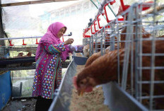 KWT Al-Muttaqin Dapat Bantuan Ayam Petelur hingga Benih Sayuran