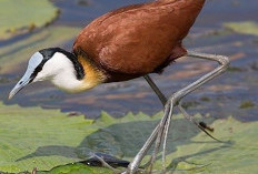 Burung Jakana Afrika Sang Ayah yang Bertanggung Jawab dengan Anaknya 