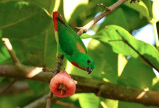 Ingin Punya Burung Serindit Gacor, 4 Makanan Burung Serindit yang Bikin Gacor 