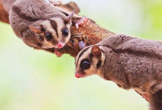 7 Jenis Sugar Glider yang Lucu dan Jinak, Cocok Sebagai Hewan Peliharaan 