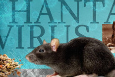 Mengenal Apa Itu Hantavirus: Infeksi Paru-Paru yang Dibawa oleh Tikus