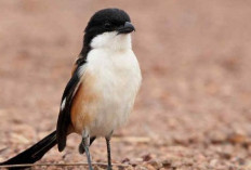 Mau Burung Cendet Kamu Gacor, 5 Cara Agar Burung Cendet Cepat Gacor Untuk Pemula 