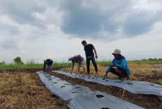 Pengelolaan BUMDes Japura Kidul Disoal, Warga Nuntut Transparansi Dana Desa