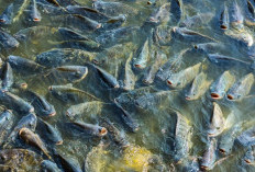 Mengenal Karakter Invasif Ikan Nila: Mengapa Menguntungkan di Kolam, tapi Berbahaya di Alam Liar?