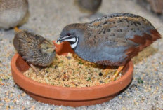 4 Jenis Burung Puyuh Hias yang Sangat Eksotis dan Dapat Kamu Pelihara