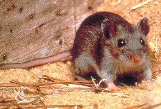 Kenali Gejala Hantavirus pada Manusia Sejak Dini dan Cara Mencegahnya