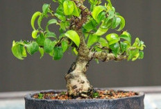 3 Tanaman Bonsai Mini yang Gampang Dirawat, Cukup Dengan Media Pot 