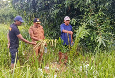 Desa Cigobang Tegaskan Sikap, Pengelola Sawit Akan Ditindak Tegas