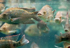7 Jenis Ikan Nila Unggul yang Cepat Besar dan Paling Menguntungkan untuk Diternak