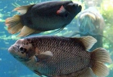 5 Jenis Ikan Konsumsi Air Tawar yang Mudah Dibudidayakan 