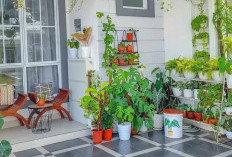 Cara Merawat Tanaman Hias Agar Subur dan Bebas Hama di Rumah
