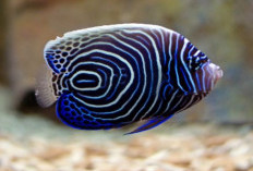 Sangat Bermanfaat, 4 Manfaat Memelihara Ikan Hias Laut yang Membuat Kamu Rileks