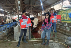 Lawan Lesu Ekonomi, Lapak Sapi Qurban di Cirebon Viral Berkat SPG Cowboy dan Konsep Mini Ranch