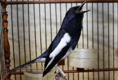 Cara Merawat Burung Kacer Agar Gacor Kicauannya, Bagi Para Pemula 