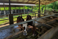 41 Sapi Pemkab Cirebon Gagal Lelang, DPRD Kritik Dinas Pertanian