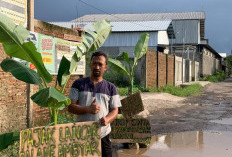 Bentuk Protes Jalan Rusak, Warga Tegalsari Plered Kabupaten Cirebon Tanam Pohon Pisang di Jalan